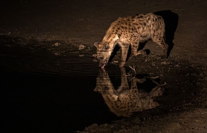 Chasing Shadows: A Journey into Nocturnal Wildlife Photography