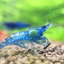Mastering The Art Of Shrimp Keeping: A Comprehensive Guide To Aquarium Setup And Maintenance