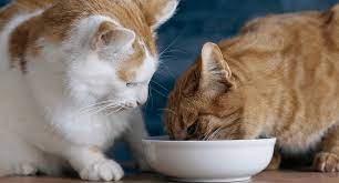 A Balanced Feast: How Many Times A Day Should You Feed Your Feline Friend?