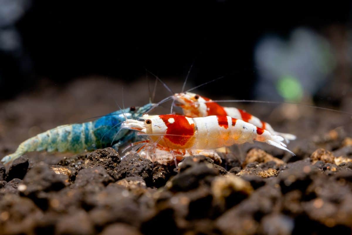 Creating Harmony: Understanding the Compatibility of Shrimp with Aquarium Inhabitants