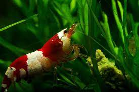 Harmonious Shrimp Communities: A Guide to Arranging Various Species in Your Aquarium